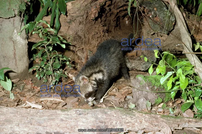 : African CIvet - killing lizard : African CIvet - killing lizard