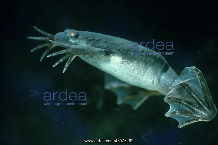 : African Clawed Frog : African Clawed Frog