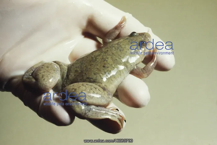 : African Clawed Frog : African Clawed Frog