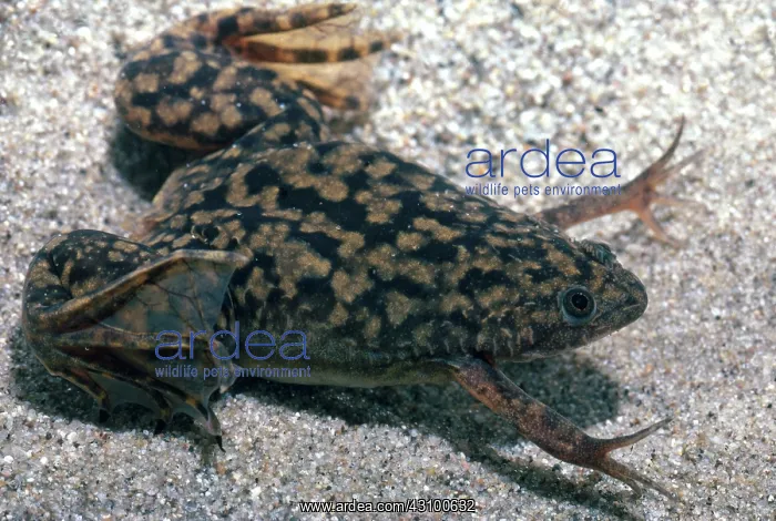 : African Clawed Frog : African Clawed Frog