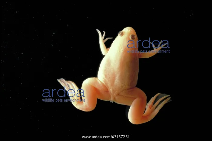 : African clawed frog : African clawed frog