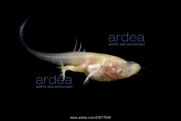 : African Clawed Frog tadpole : African Clawed Frog tadpole