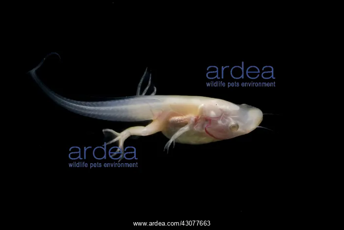 : African Clawed Frog tadpole : African Clawed Frog tadpole
