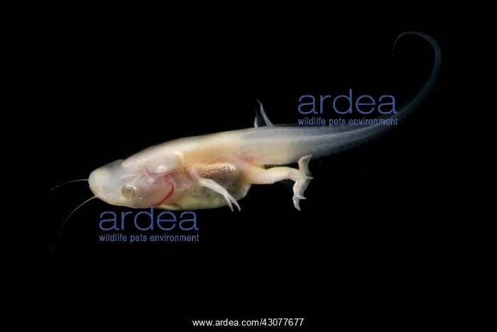 : African Clawed Frog tadpole : African Clawed Frog tadpole