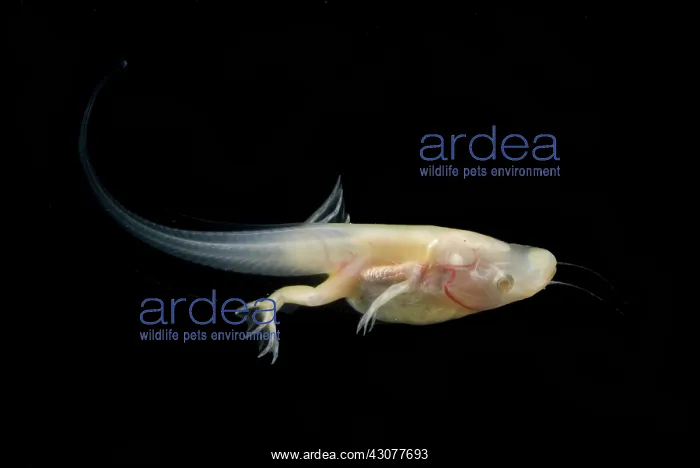 : African Clawed Frog tadpole : African Clawed Frog tadpole