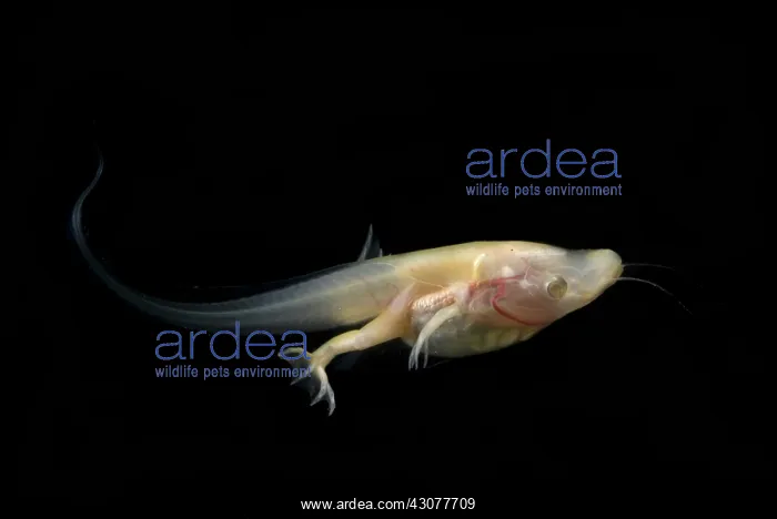: African Clawed Frog tadpole : African Clawed Frog tadpole