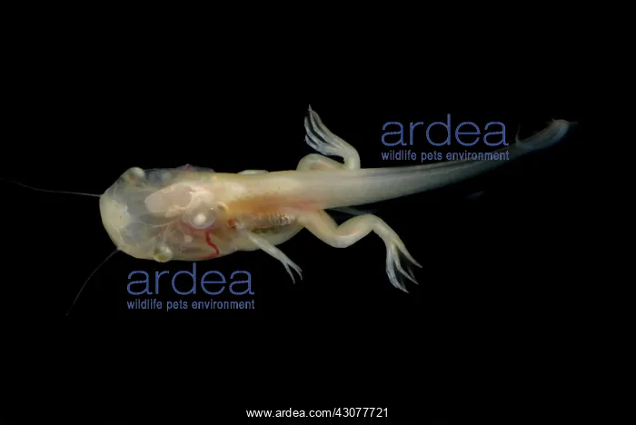 : African Clawed Frog tadpole : African Clawed Frog tadpole