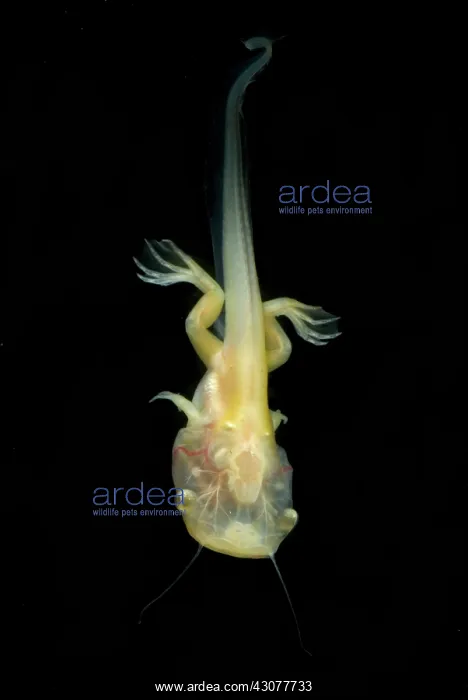 : African Clawed Frog tadpole : African Clawed Frog tadpole