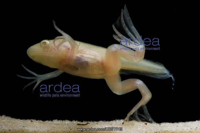 : African Clawed Frog tadpole : African Clawed Frog tadpole