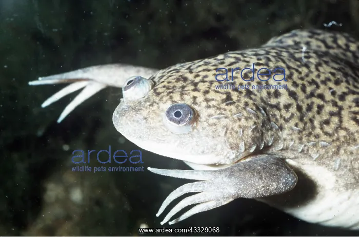 : African clawed FROG / TOAD : African clawed FROG / TOAD