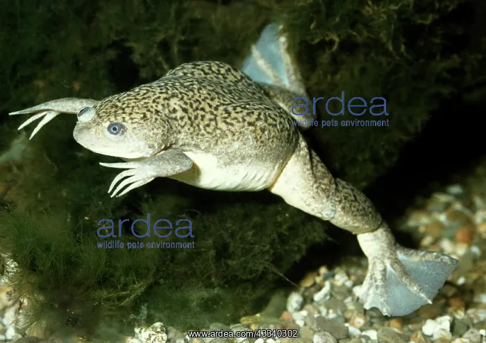 : African clawed FROG / TOAD : African clawed FROG / TOAD