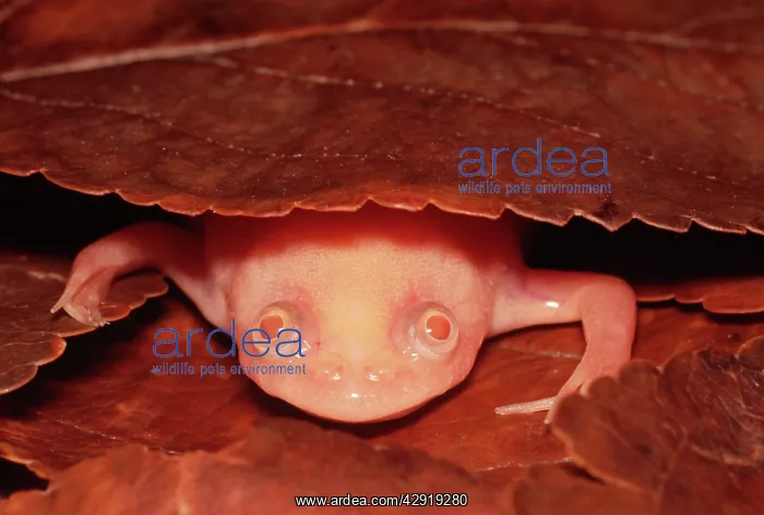 : African clawed FROG / TOAD / Common Platanna - Albino : African clawed FROG / TOAD / Common Platanna - Albino