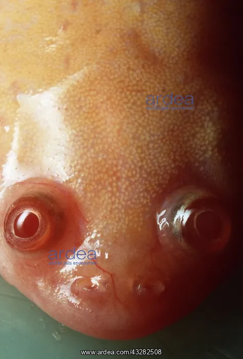 : African clawed FROG / TOAD / Common Platanna - close-up : African clawed FROG / TOAD / Common Platanna - close-up