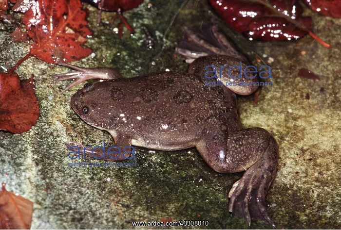 : African clawed FROG / TOAD / Common Platanna - in water : African clawed FROG / TOAD / Common Platanna - in water