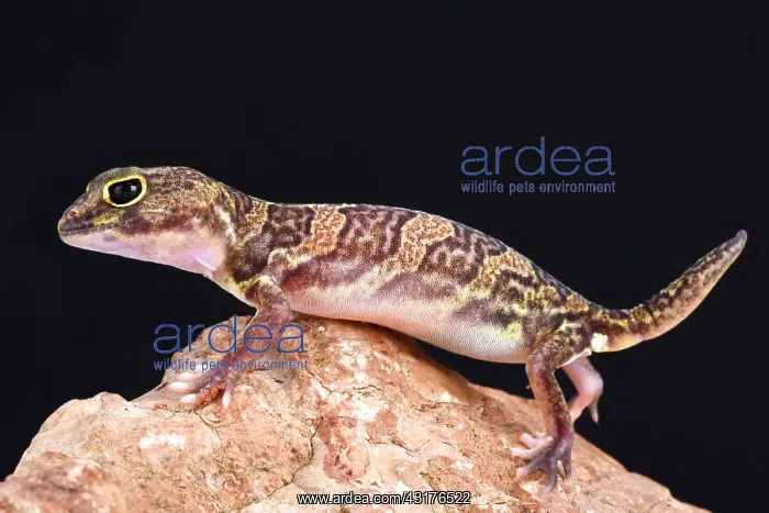 : African clawed gecko (Holodactylus africanus), Ethiopia : African clawed gecko (Holodactylus africanus), Ethiopia