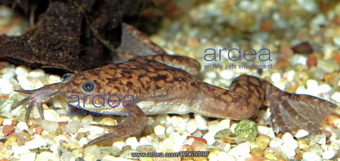 : African Clawed Toad : African Clawed Toad