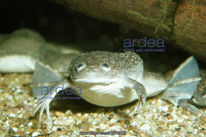 : African Clawed Toad : African Clawed Toad