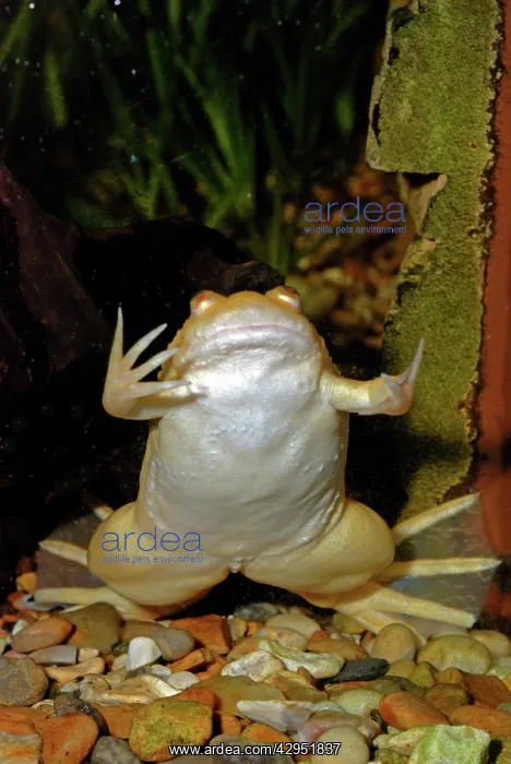 : African Clawed Toad - albino : African Clawed Toad - albino