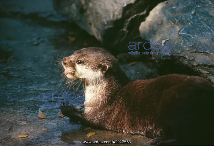 : African Clawless Otter : African Clawless Otter