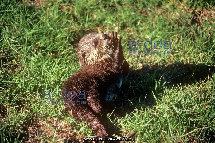 : African Clawless Otter : African Clawless Otter