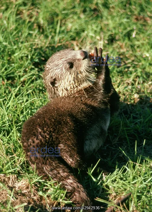 : African clawless otter : African clawless otter