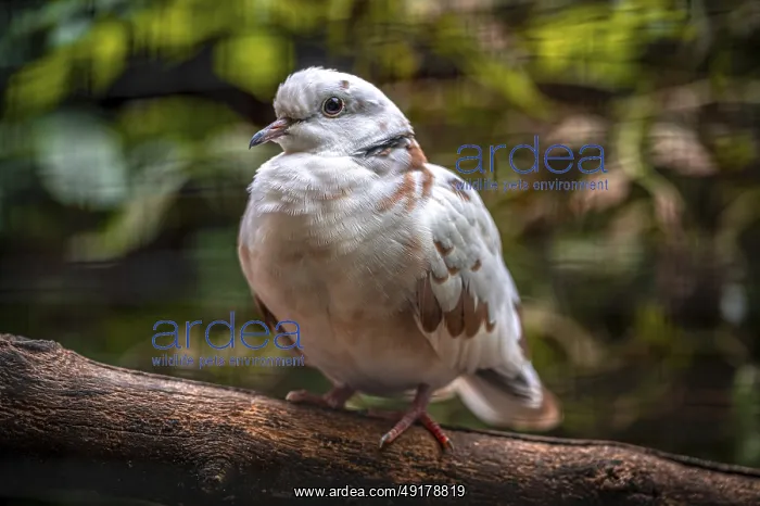 : A african collared dove (Streptopelia roseogrisea) sits on a branch in the green forest : A african collared dove (Streptopelia roseogrisea) sits on a branch in the green forest