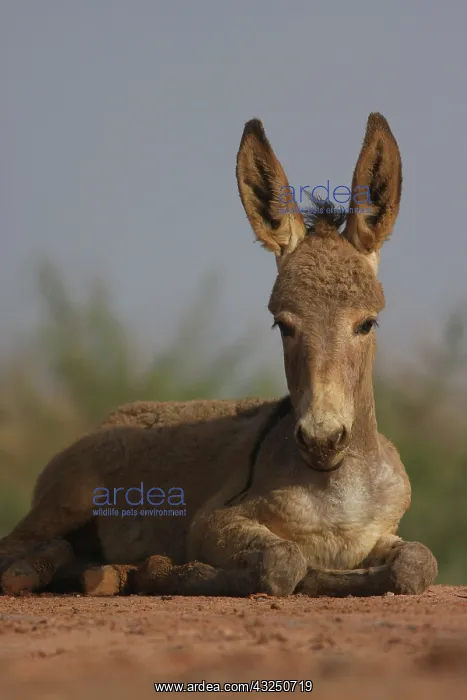 : African colt at rest - Northern Senegal : African colt at rest - Northern Senegal