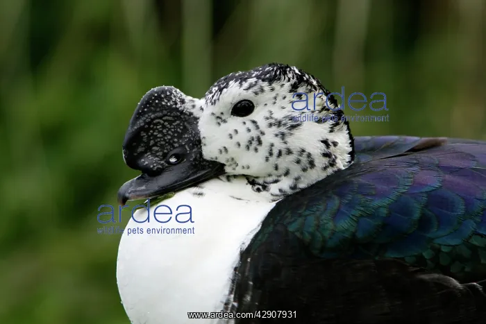 : African Comb Duck - detailed study of head : African Comb Duck - detailed study of head