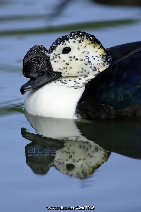 : African Comb Duck - swimming on pond : African Comb Duck - swimming on pond