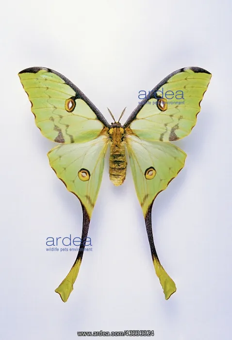 : African Comet Moth : African Comet Moth