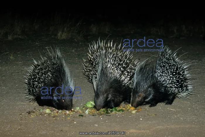 : African Crested Porcupine : African Crested Porcupine