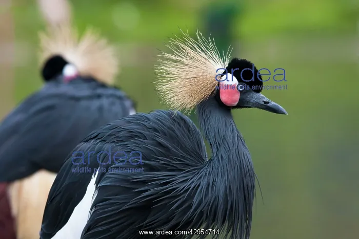 : African Crowned Crane - pair of adults : African Crowned Crane - pair of adults