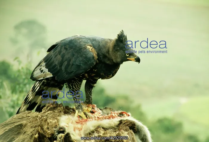 : African Crowned Eagle / Crowned-hawk eagle - with : African Crowned Eagle / Crowned-hawk eagle - with