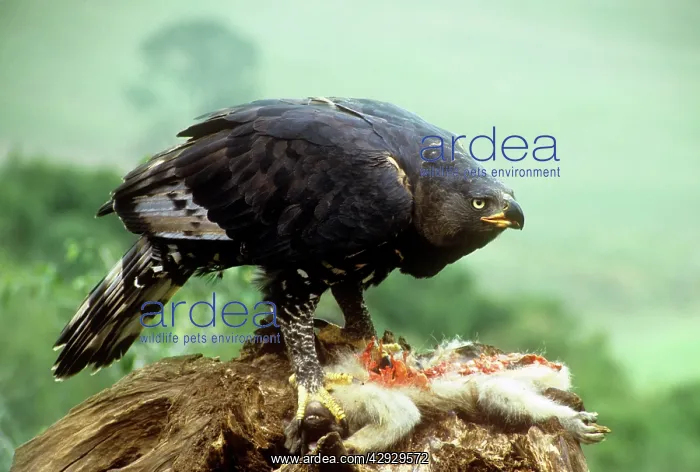 : African Crowned Eagle / Crowned-hawk eagle - with : African Crowned Eagle / Crowned-hawk eagle - with
