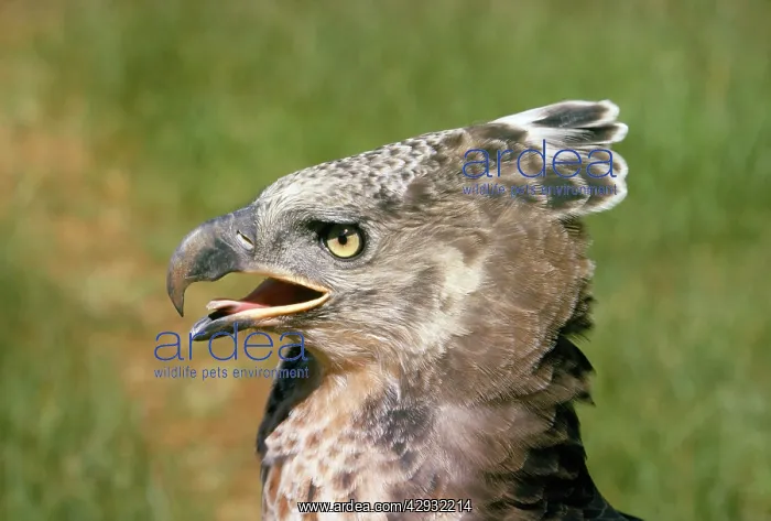 : African Crowned Eagle / Crowned-hawk eagle : African Crowned Eagle / Crowned-hawk eagle