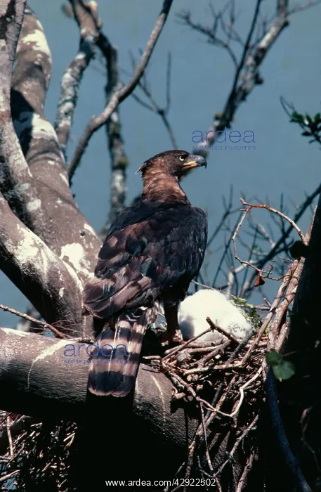 : African Crowned Eagle / Crowned-hawk eagle - at nest : African Crowned Eagle / Crowned-hawk eagle - at nest
