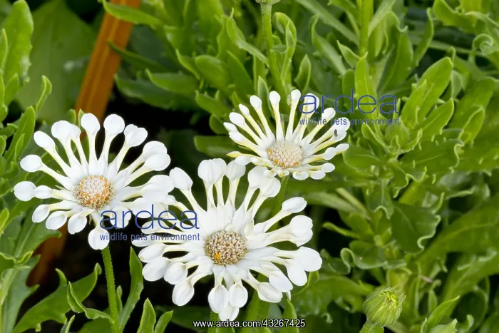 : African Daisies Nasinga in bloom in a garden : African Daisies Nasinga in bloom in a garden