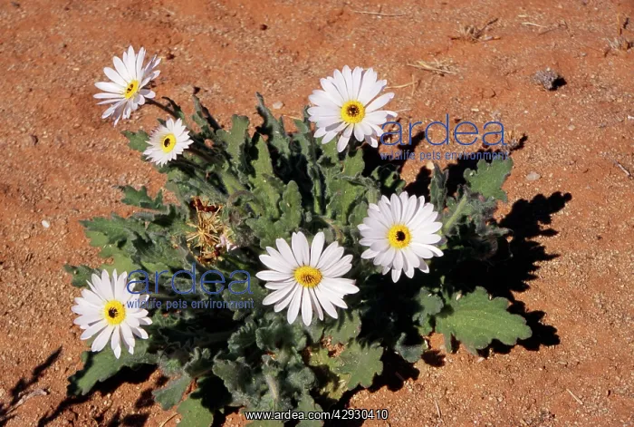 : African Daisy : African Daisy