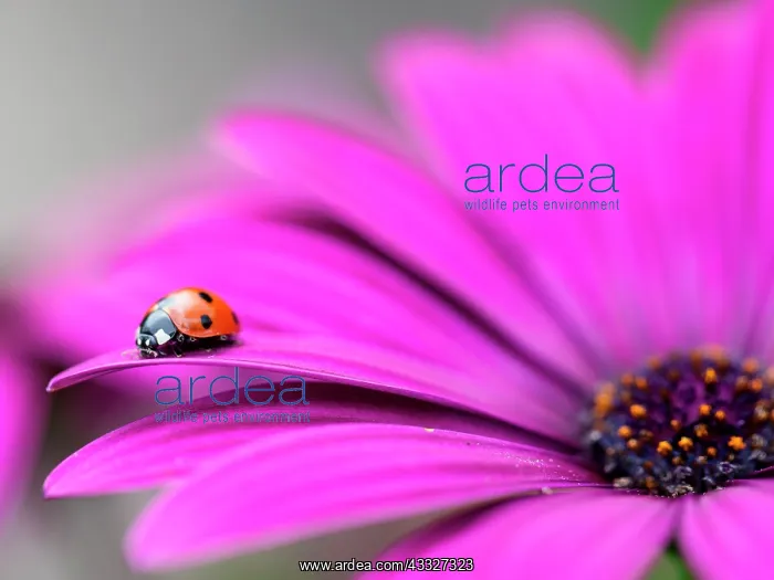 : African Daisy : African Daisy
