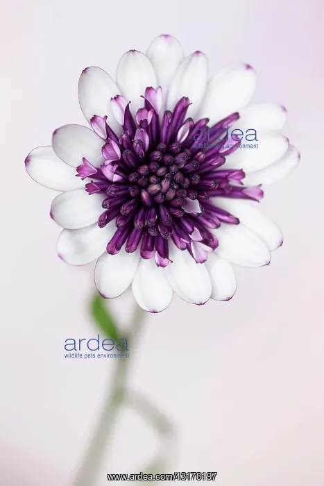 : African daisy, Osteospermum Flower Power Double : African daisy, Osteospermum Flower Power Double