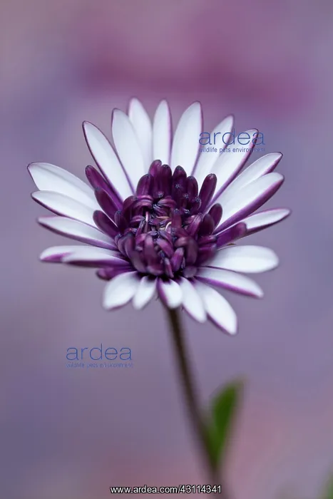  : African daisy, Osteospermum FlowerPower Double