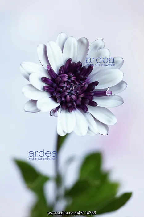 : African daisy, Osteospermum FlowerPower Double : African daisy, Osteospermum FlowerPower Double