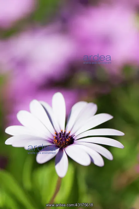 : African daisy, Osteospermum jucundum, growing outdoors : African daisy, Osteospermum jucundum, growing outdoors