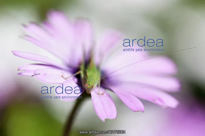 : African daisy, Osteospermum jucundum, growing outdoors : African daisy, Osteospermum jucundum, growing outdoors