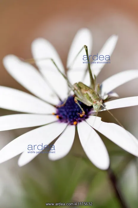 : African daisy, Osteospermum jucundum, growing outdoors with : African daisy, Osteospermum jucundum, growing outdoors with