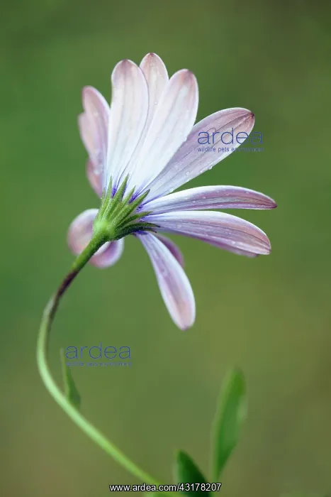 : African daisy, Osteospermum Serenity purple, Back : African daisy, Osteospermum Serenity purple, Back
