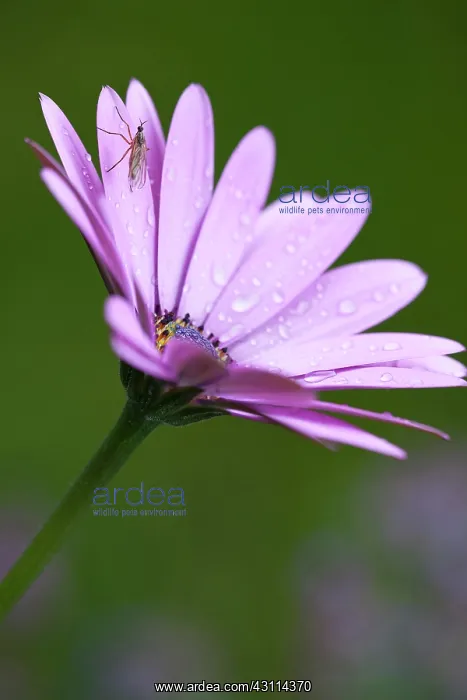 : African daisy, Osteospermum Serenity purple, Close : African daisy, Osteospermum Serenity purple, Close