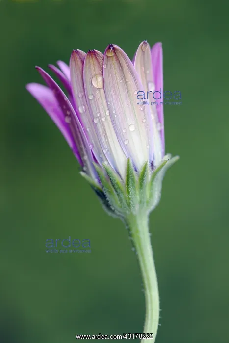  : African daisy, Osteospermum Serenity purple, Close