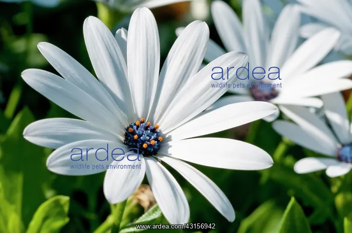 : African daisy, Osteospermum Sunny Cecil, Close : African daisy, Osteospermum Sunny Cecil, Close