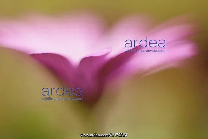 : African daisy, a pink Osteospermum shot from the side with a : African daisy, a pink Osteospermum shot from the side with a